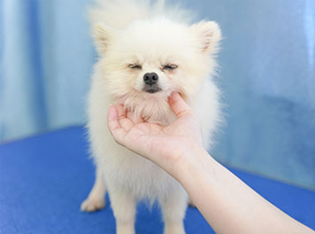 圣寵寵物美容學(xué)校真犬實操