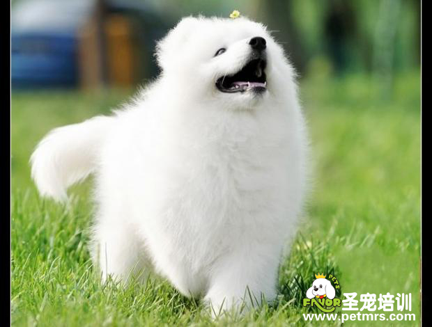 可愛(ài)的狗狗
