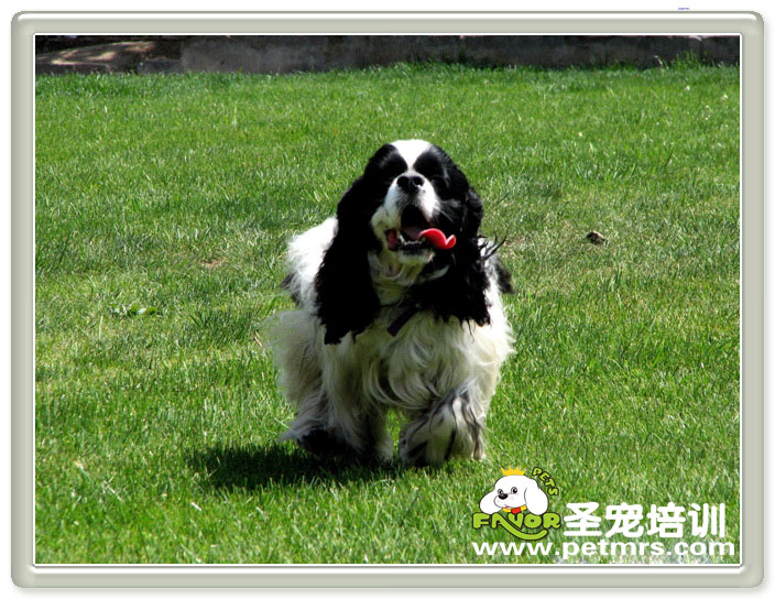 可愛(ài)狗狗