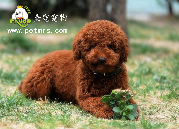 貴賓犬