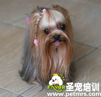 寵物美容知識(shí)