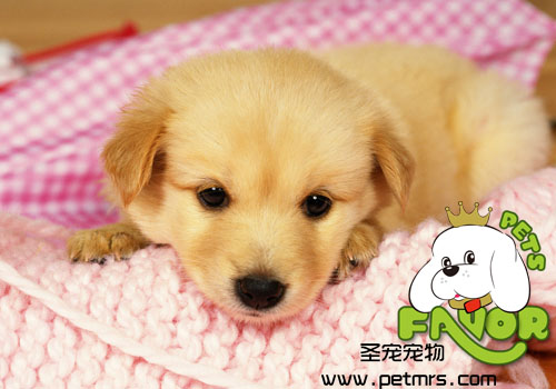 狗狗洗澡小竅門
