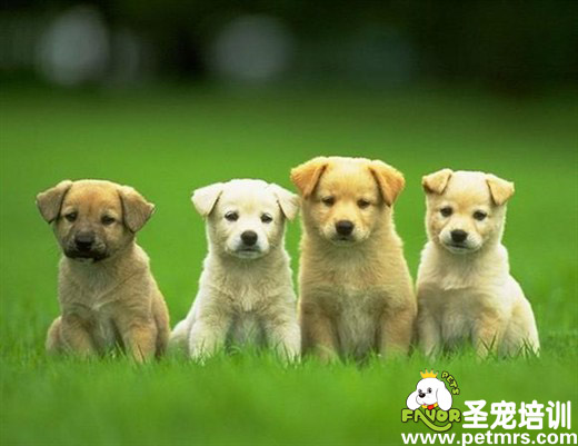 狗狗列隊(duì)形