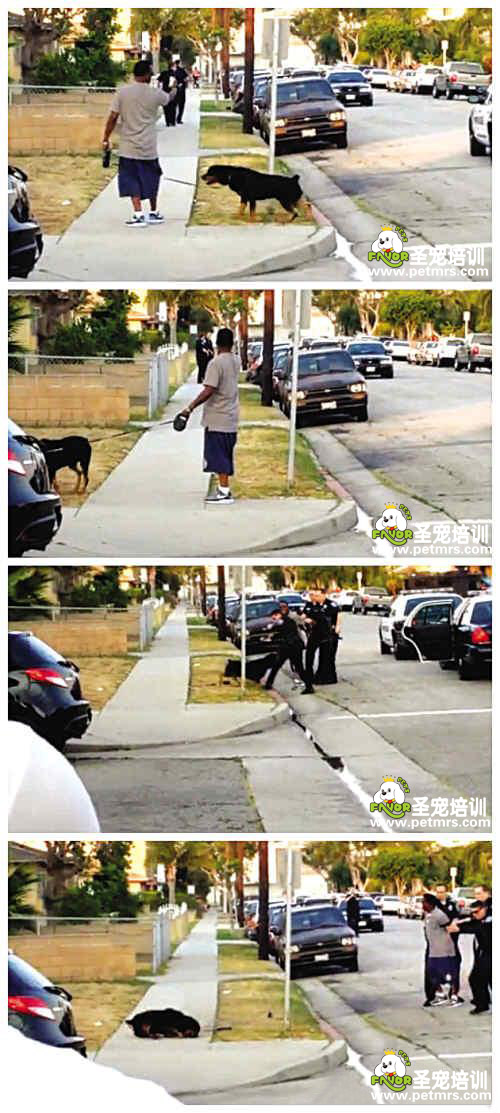 狗狗戶(hù)主遭警察射殺