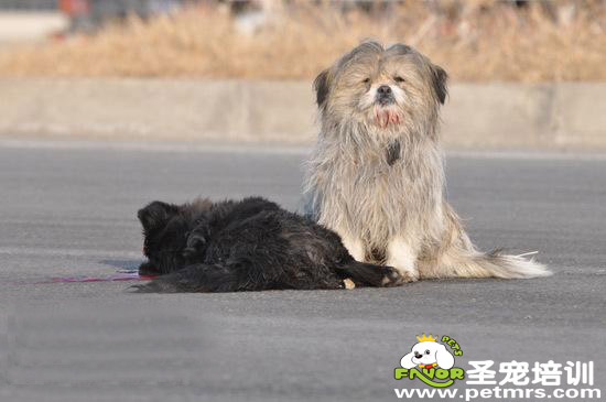 流浪狗狗