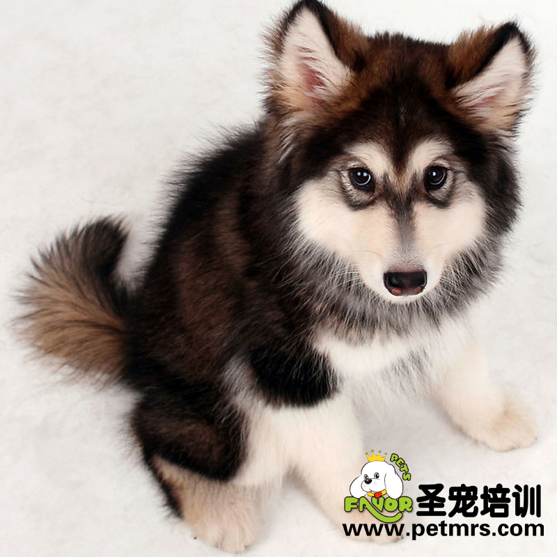 阿拉斯加得了細(xì)小該如何治療