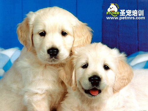 狗狗胃扭轉(zhuǎn)癥的癥狀和治療方法