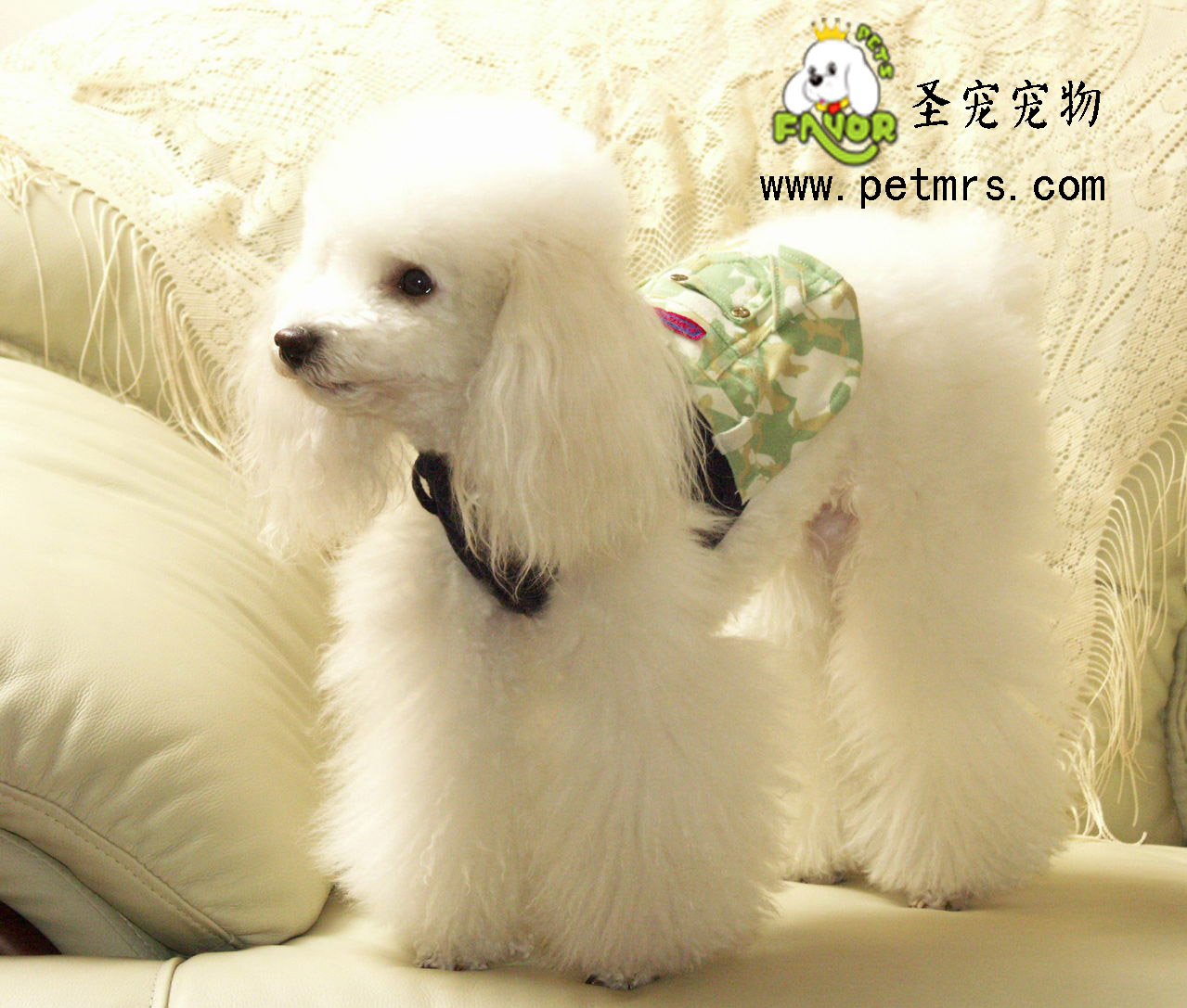貴賓犬