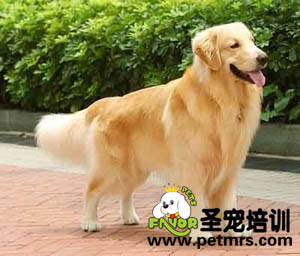 金毛梳理毛發(fā)