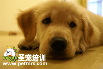 金毛的眼部護(hù)理