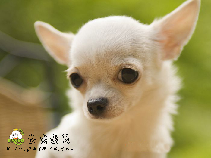 寵物疫苗的幾個誤區(qū)