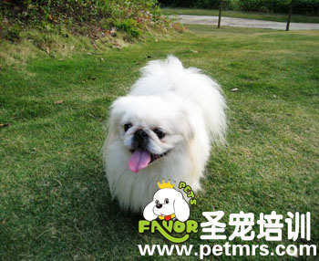 北京犬毛發(fā)如何護(hù)理