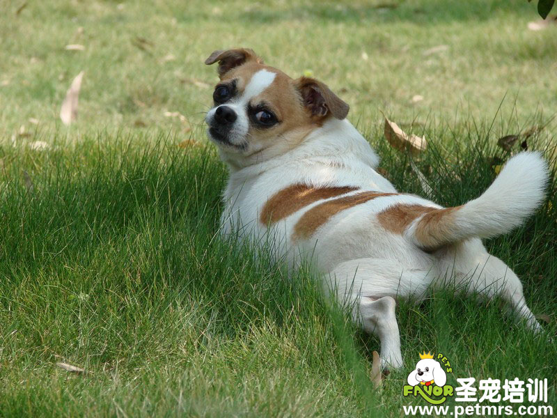 狗狗你這姿勢(shì)也太搞笑了