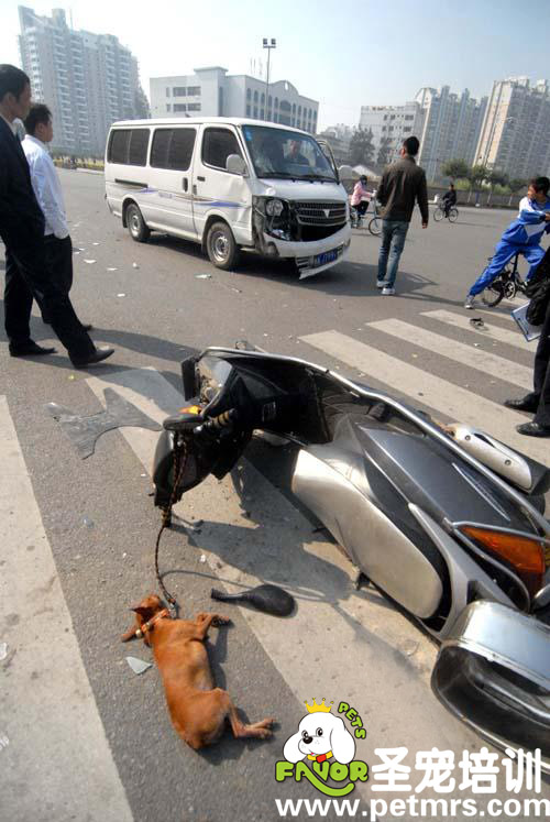 父女倆帶這狗狗撞上了面包車(chē)