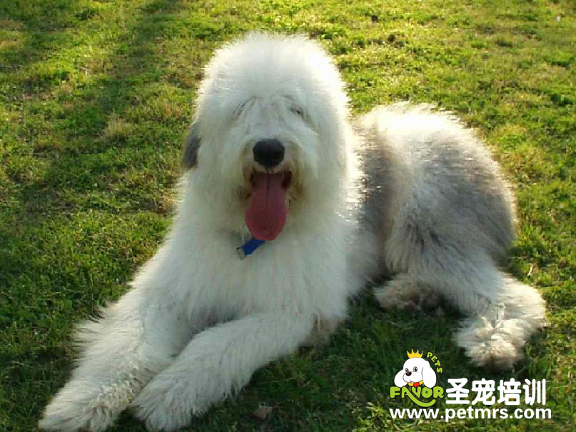 古牧經(jīng)常易得的疾病