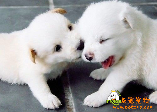 狗狗狂犬病如何預(yù)防