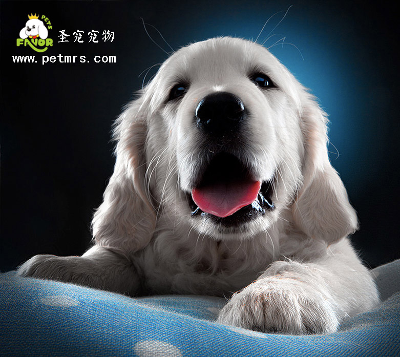 寵物醫(yī)療之狗狗對鹽分的需求