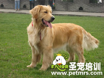 寵物美容之中長(zhǎng)毛犬介紹