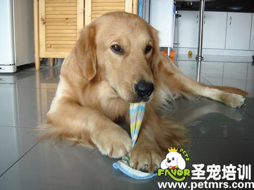 狗狗你餓了嗎,怎么吃起床單了