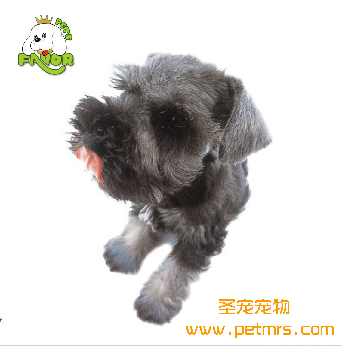 如何用中醫(yī)治療狗狗的疾病