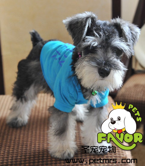 犬瘟熱免疫失敗的原因和對(duì)策