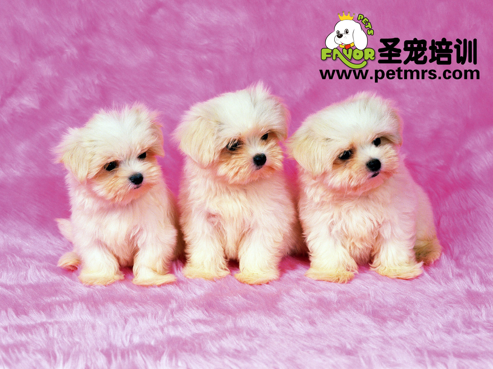 犬腺病毒導(dǎo)致的犬傳染性肝炎癥狀的介紹