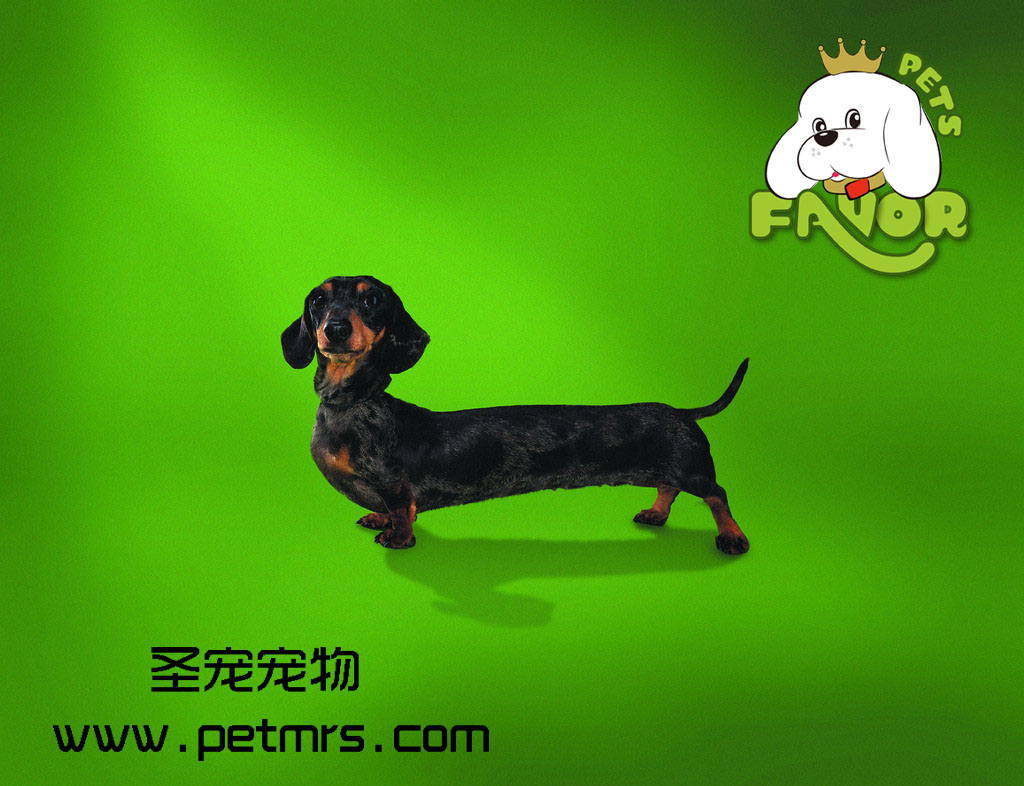 為什么狗狗打過預(yù)防針還會得犬細(xì)小病