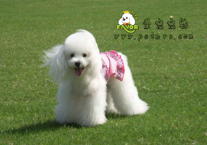 狗狗得犬細(xì)小大概幾天才會(huì)好