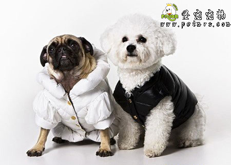犬瘟熱與細(xì)小病的區(qū)別