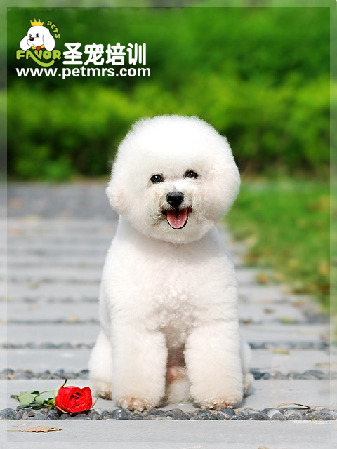 給卷毛比熊犬科學(xué)梳理毛發(fā)的方法