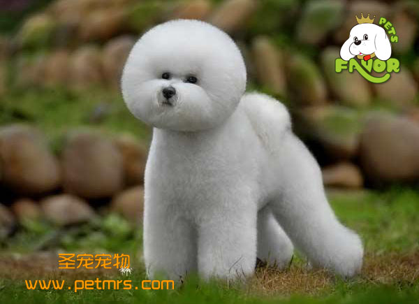 比熊犬美容之呵護比熊毛發(fā)的秘訣
