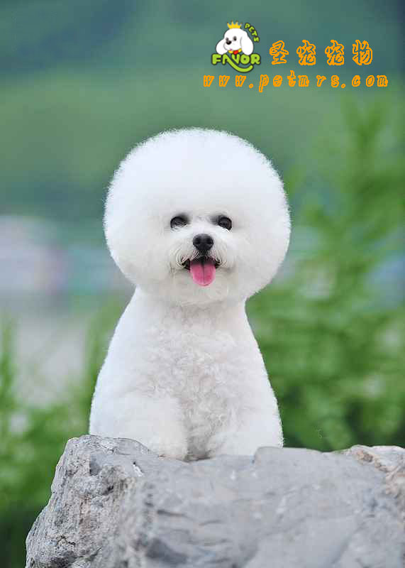 比熊犬美容的要點(diǎn)策略