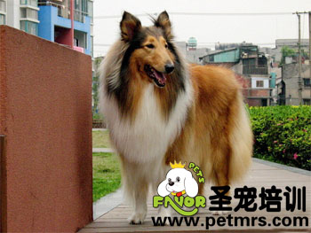 長毛狗狗的毛發(fā)打理方法