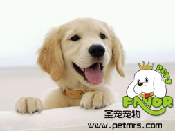 犬球蟲(chóng)病的治療方法