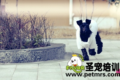 如何預(yù)防狗狗食物中毒