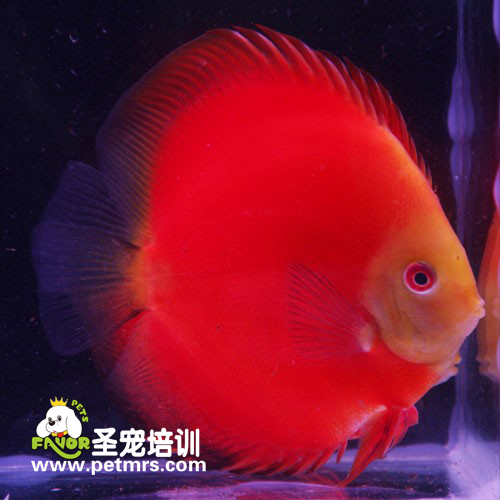 七彩魚(yú)常見(jiàn)疾病的治療方法