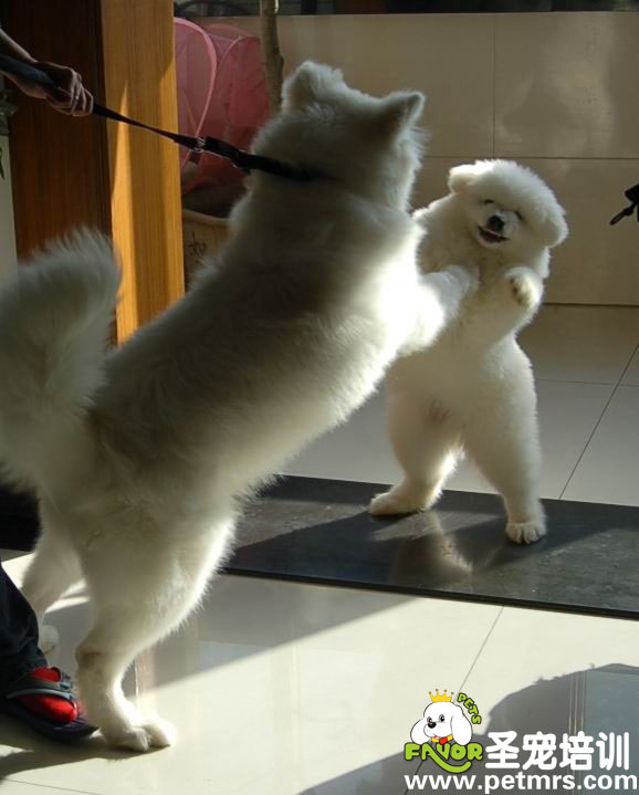 狗狗照鏡子，不認(rèn)識自己