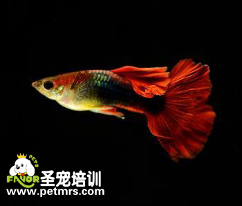 孔雀魚(yú)的松鱗病的診斷和治療