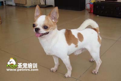 可愛狗狗
