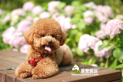貴賓犬美容