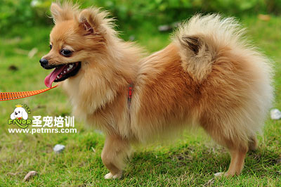 可愛(ài)狗狗