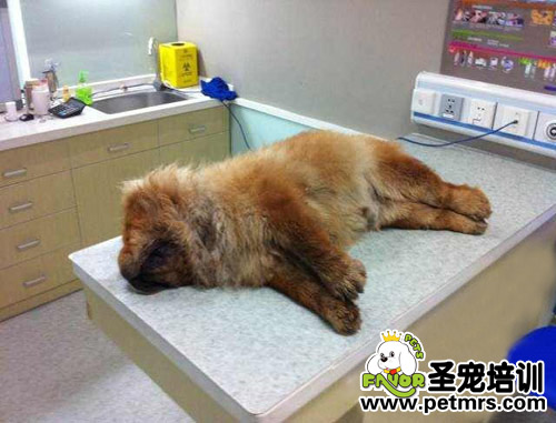 松獅犬寵物醫(yī)院“洗澡死”主人討說(shuō)法