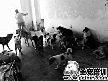 狗屋要沒(méi)了，狗狗要何去何從啊