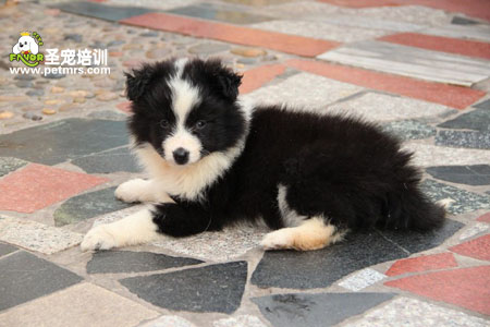 邊境牧羊犬從21天起養(yǎng)護知識