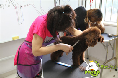 貴賓犬美容