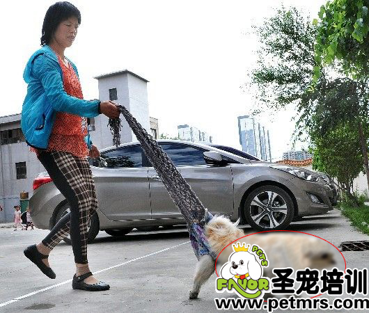 詹紅英用她特制的圍巾拎著小狗狗在天?；▓@小區(qū)內(nèi)散步