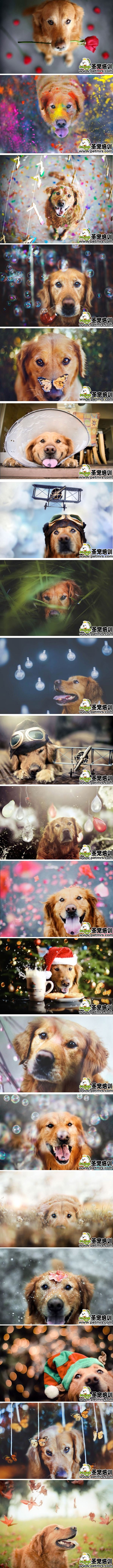 金毛狗狗藝術(shù)照片