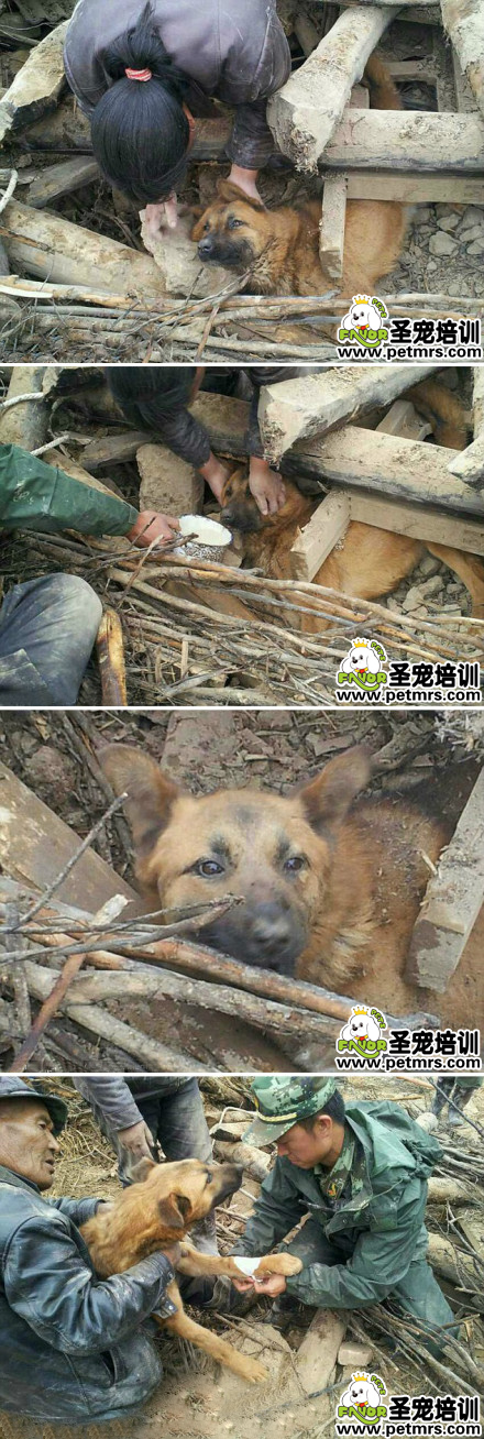 狗狗震后77小時(shí)獲救