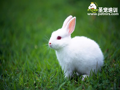幼兔腹瀉導(dǎo)疾病的診斷和治療方法