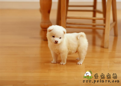 狗狗牙周炎的癥狀和預(yù)防的方法
